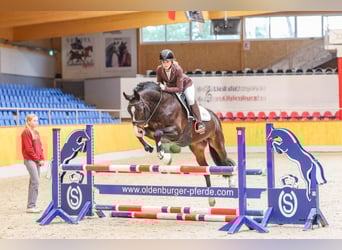 Deutsches Reitpony, Hengst, 17 Jahre, 155 cm, Schwarzbrauner