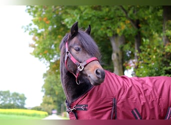 Deutsches Reitpony, Stute, 10 Jahre, 136 cm, Dunkelbrauner