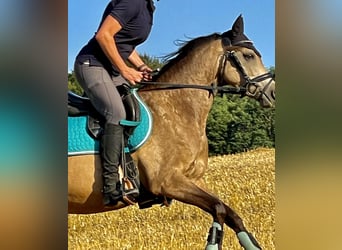 Deutsches Reitpony, Stute, 10 Jahre, 138 cm, Falbe