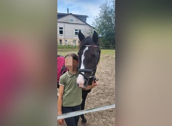 Deutsches Reitpony Mix, Stute, 10 Jahre, 138 cm, Rappe