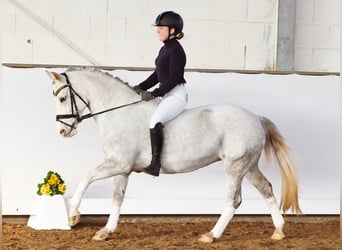 Deutsches Reitpony, Stute, 10 Jahre, 138 cm, Schimmel