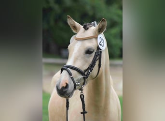 Deutsches Reitpony, Stute, 10 Jahre, 139 cm, Falbe