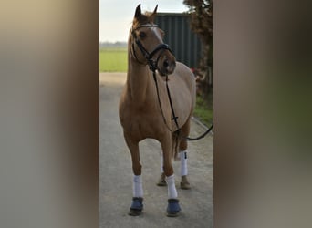 Deutsches Reitpony, Stute, 10 Jahre, 140 cm, Fuchs