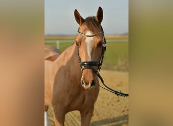 Deutsches Reitpony, Stute, 10 Jahre, 140 cm, Fuchs
