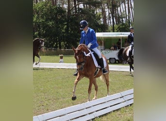 Deutsches Reitpony, Stute, 10 Jahre, 141 cm, Fuchs