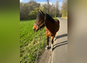 Deutsches Reitpony Mix, Stute, 10 Jahre, 142 cm, Brauner