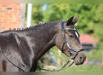 Deutsches Reitpony, Stute, 10 Jahre, 142 cm, Dunkelbrauner