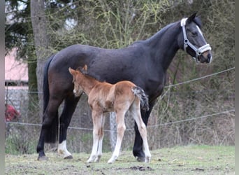 Deutsches Reitpony, Stute, 10 Jahre, 142 cm, Dunkelbrauner