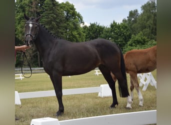 Deutsches Reitpony, Stute, 10 Jahre, 142 cm, Dunkelbrauner