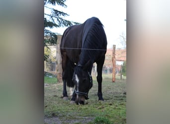 Deutsches Reitpony, Stute, 10 Jahre, 142 cm, Dunkelbrauner