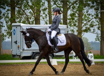 Deutsches Reitpony, Stute, 10 Jahre, 142 cm, Rappe