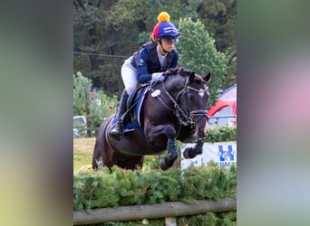 Deutsches Reitpony, Stute, 10 Jahre, 142 cm, Rappe