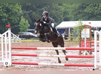 Deutsches Reitpony, Stute, 10 Jahre, 142 cm, Rappe