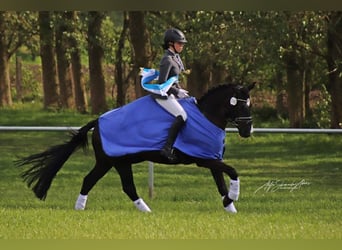 Deutsches Reitpony, Stute, 10 Jahre, 142 cm, Rappe