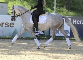 Deutsches Reitpony, Stute, 10 Jahre, 142 cm, Schimmel