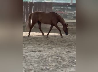 Deutsches Reitpony, Stute, 10 Jahre, 143 cm, Fuchs