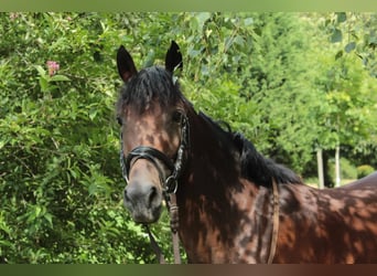 Deutsches Reitpony, Stute, 10 Jahre, 144 cm, Brauner