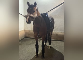 Deutsches Reitpony, Stute, 10 Jahre, 144 cm, Brauner