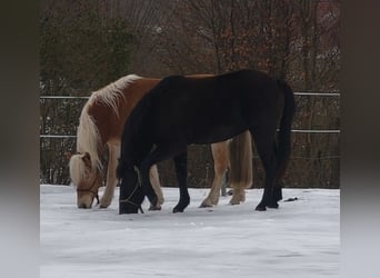 Deutsches Reitpony, Stute, 10 Jahre, 144 cm, Rappe