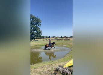 Deutsches Reitpony, Stute, 10 Jahre, 145 cm, Brauner