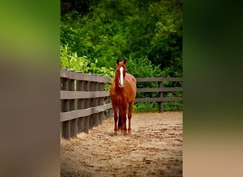 Deutsches Reitpony, Stute, 10 Jahre, 145 cm, Dunkelfuchs