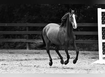 Deutsches Reitpony, Stute, 10 Jahre, 145 cm, Dunkelfuchs