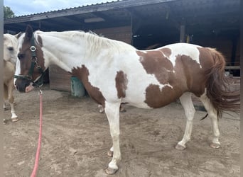 Deutsches Reitpony, Stute, 10 Jahre, 145 cm, Schecke