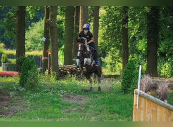 Deutsches Reitpony, Stute, 10 Jahre, 145 cm, Schecke