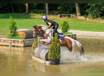 Deutsches Reitpony, Stute, 10 Jahre, 145 cm, Schecke