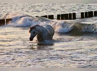 Deutsches Reitpony, Stute, 10 Jahre, 145 cm, Schimmel