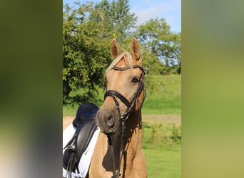 Deutsches Reitpony, Stute, 10 Jahre, 145 cm