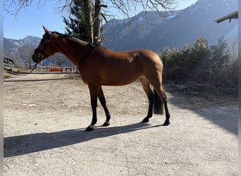 Deutsches Reitpony, Stute, 10 Jahre, 146 cm, Brauner
