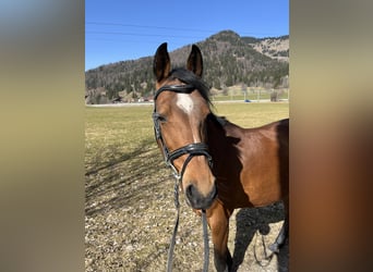 Deutsches Reitpony, Stute, 10 Jahre, 146 cm, Brauner