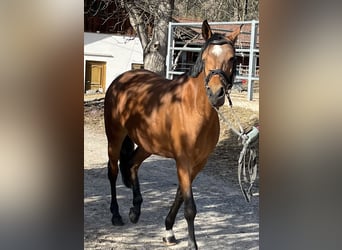 Deutsches Reitpony, Stute, 10 Jahre, 146 cm, Brauner