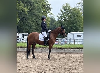 Deutsches Reitpony, Stute, 10 Jahre, 146 cm, Brauner