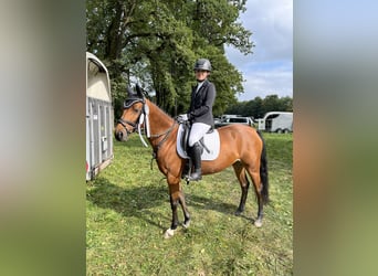 Deutsches Reitpony, Stute, 10 Jahre, 146 cm, Brauner