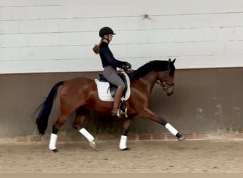 Deutsches Reitpony, Stute, 10 Jahre, 146 cm, Brauner