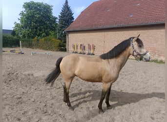 Deutsches Reitpony, Stute, 10 Jahre, 146 cm, Buckskin