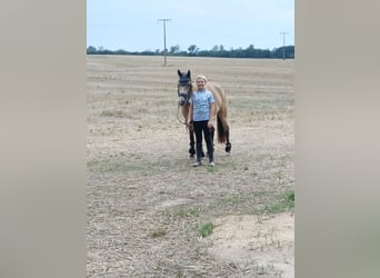 Deutsches Reitpony, Stute, 10 Jahre, 146 cm, Buckskin