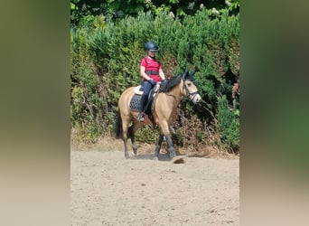 Deutsches Reitpony, Stute, 10 Jahre, 146 cm, Buckskin