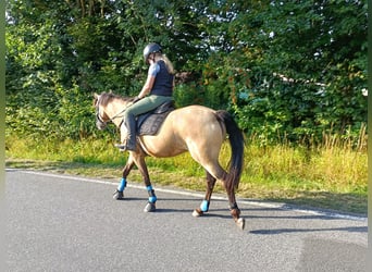 Deutsches Reitpony, Stute, 10 Jahre, 146 cm, Buckskin