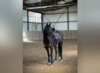 Deutsches Reitpony, Stute, 10 Jahre, 146 cm, Dunkelbrauner