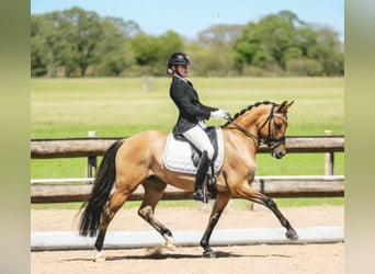 Deutsches Reitpony, Stute, 10 Jahre, 146 cm, Falbe