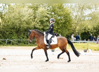 Deutsches Reitpony, Stute, 10 Jahre, 147 cm, Brauner