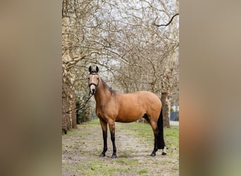Deutsches Reitpony, Stute, 10 Jahre, 147 cm, Buckskin