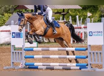 Deutsches Reitpony, Stute, 10 Jahre, 147 cm, Buckskin