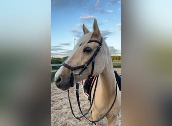 Deutsches Reitpony, Stute, 10 Jahre, 147 cm, Palomino