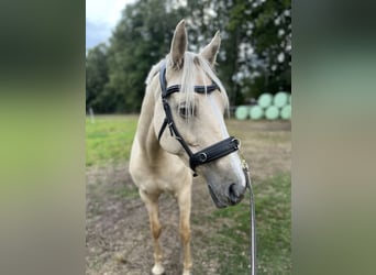 Deutsches Reitpony, Stute, 10 Jahre, 147 cm, Palomino