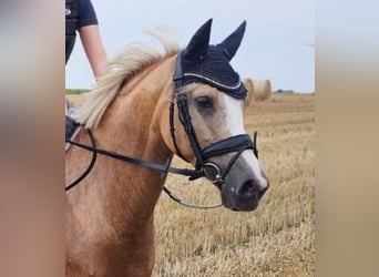 Deutsches Reitpony, Stute, 10 Jahre, 147 cm, Palomino