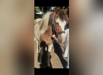 Deutsches Reitpony, Stute, 10 Jahre, 147 cm, Schecke